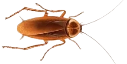 Cockroach Control Sydney