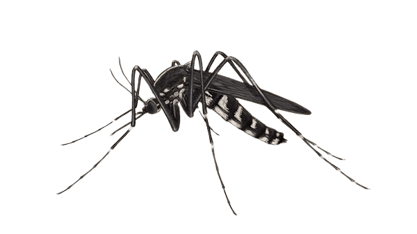 Mosquitoes Control Sydney