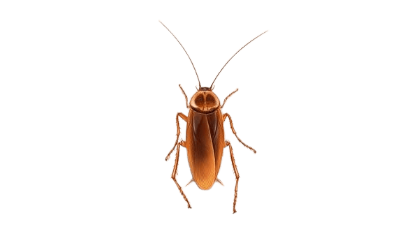Cockroach Control Sydney