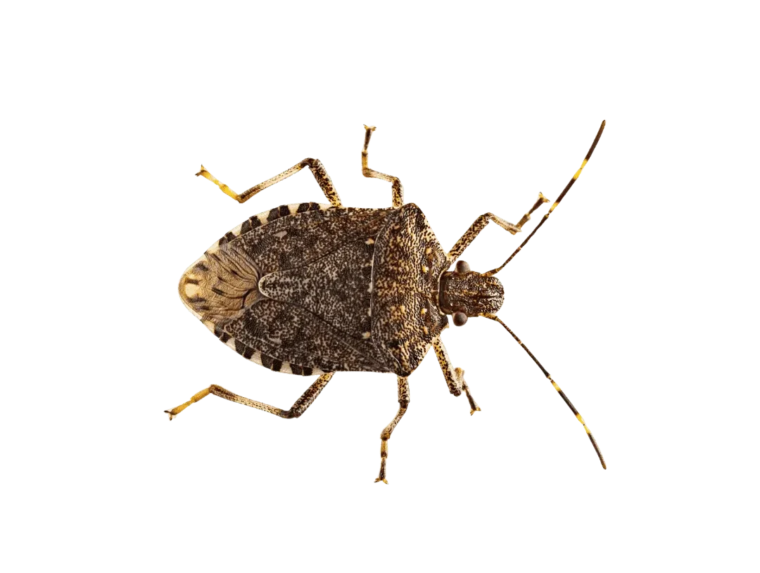 Stink Bugs Control Blacktown