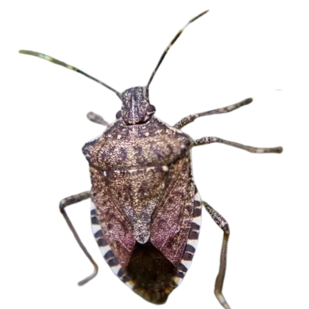 Stink Bugs control
