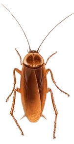 Cockroach Control Penrith