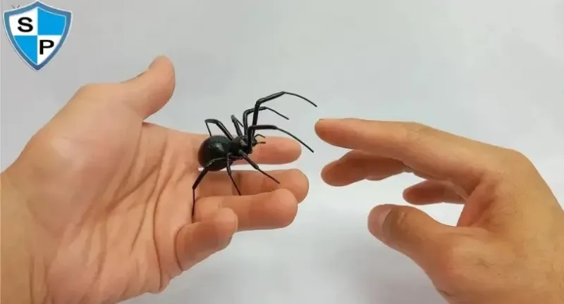 Spider Control In Sydney