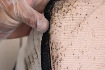 Bedbugs Control Cabarita
